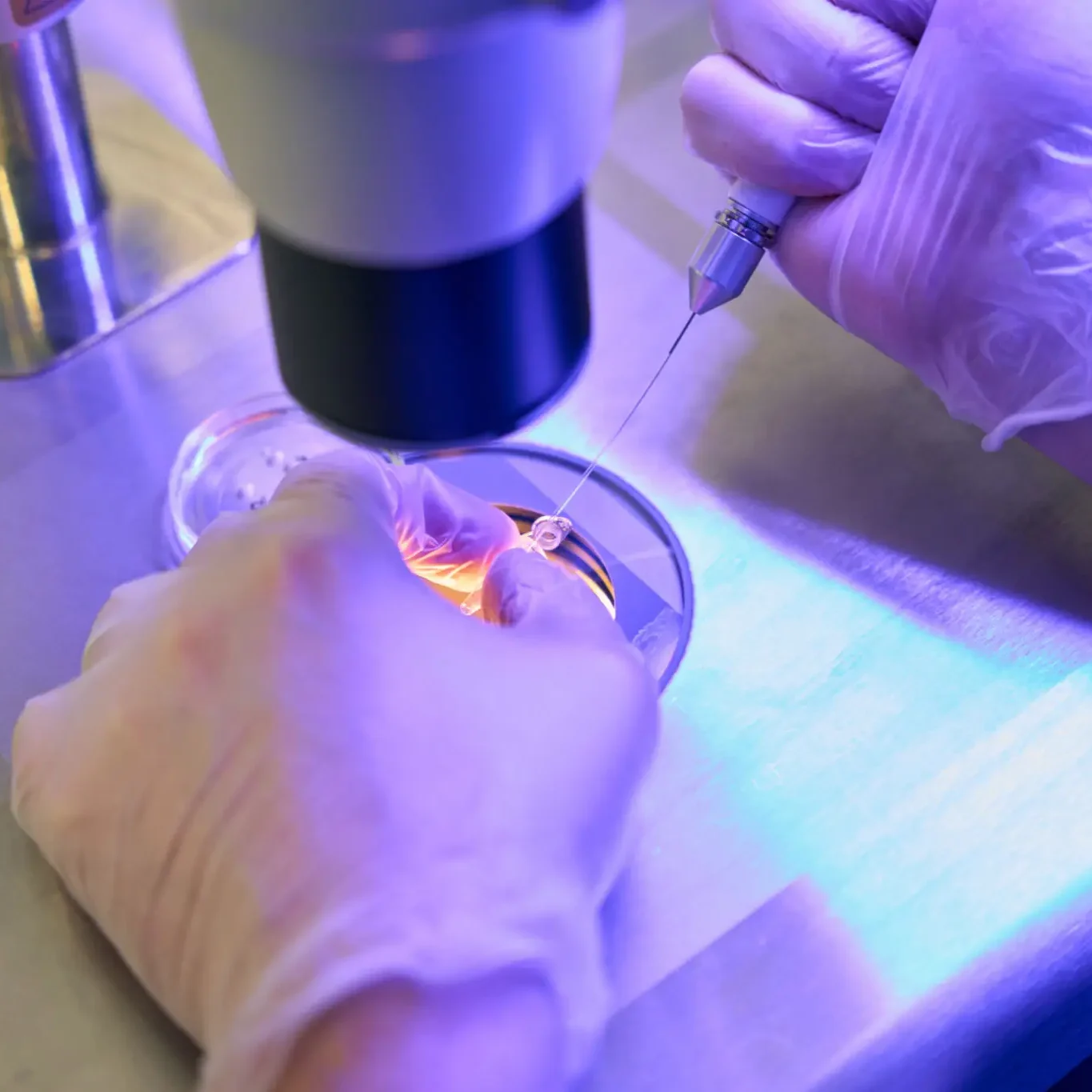 Gloved hands performing microinjection under microscope